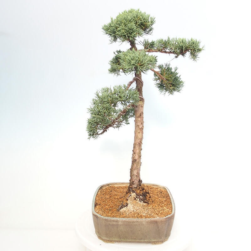 Bonsai für draußen - Juniperus chinensis Kishu