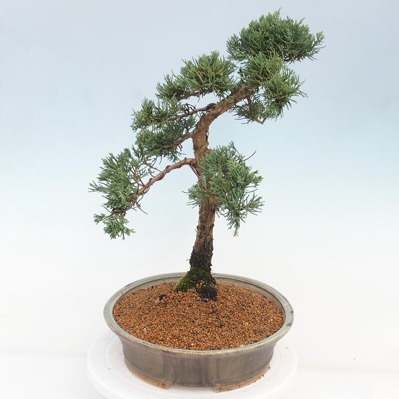 Bonsai für draußen - Juniperus chinensis Kishu