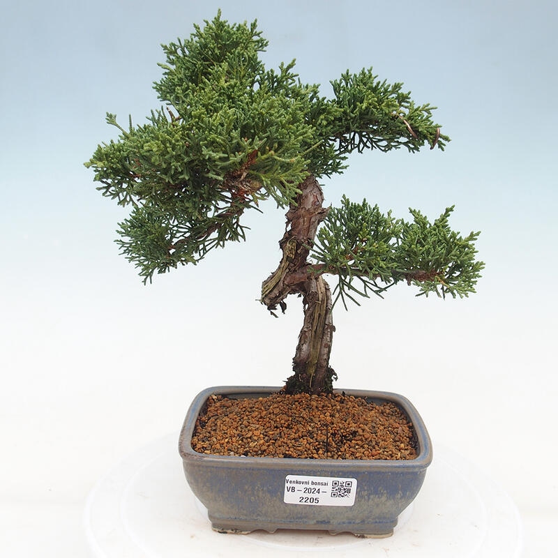 Bonsai für draußen - Juniperus chinensis Kishu