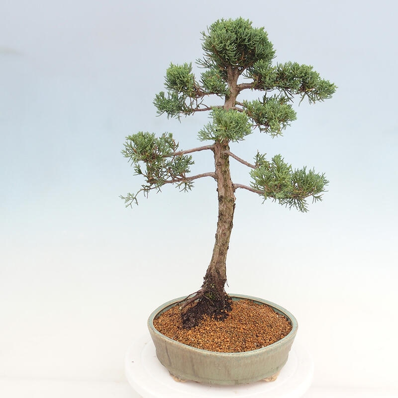 Bonsai für draußen - Juniperus chinensis Kishu
