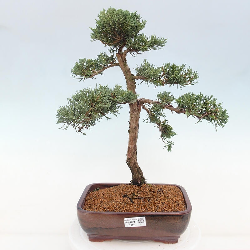 Bonsai für draußen - Juniperus chinensis Kishu