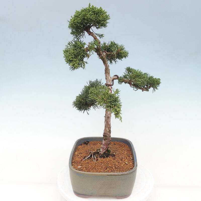 Bonsai für draußen - Juniperus chinensis Kishu
