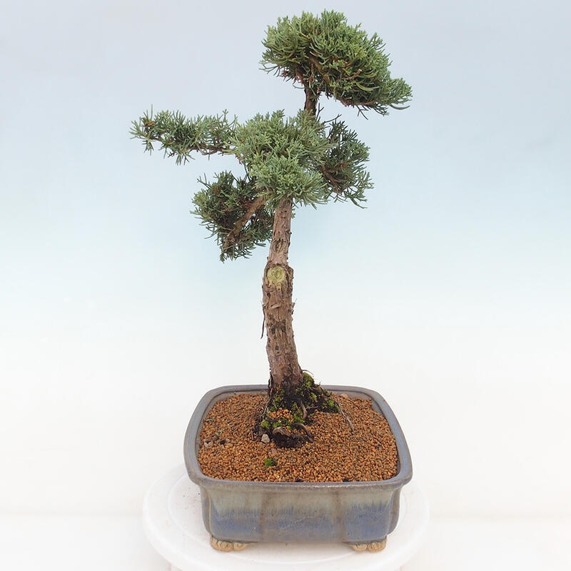 Bonsai für draußen - Juniperus chinensis Kishu