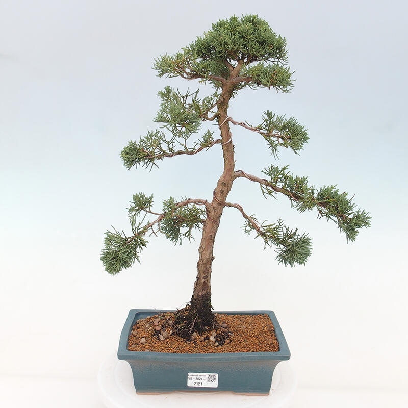 Bonsai für draußen - Juniperus chinensis Kishu