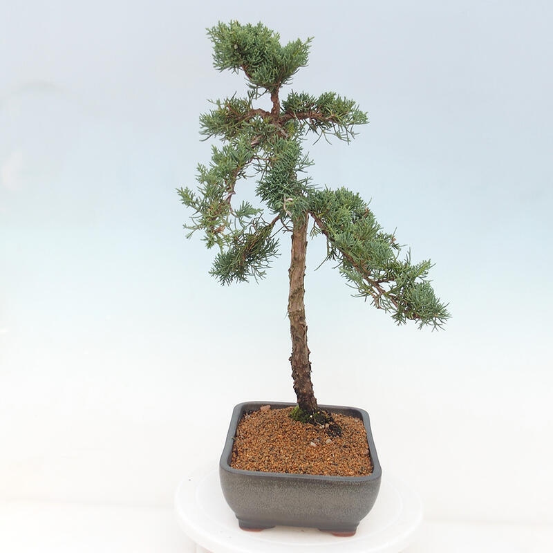 Bonsai für draußen - Juniperus chinensis Kishu