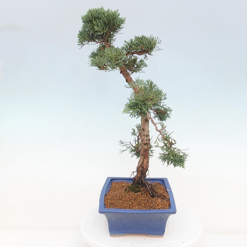 Bonsai für draußen - Juniperus chinensis Kishu