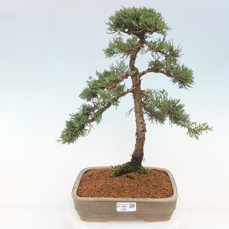 Bonsai für draußen - Juniperus chinensis Kishu