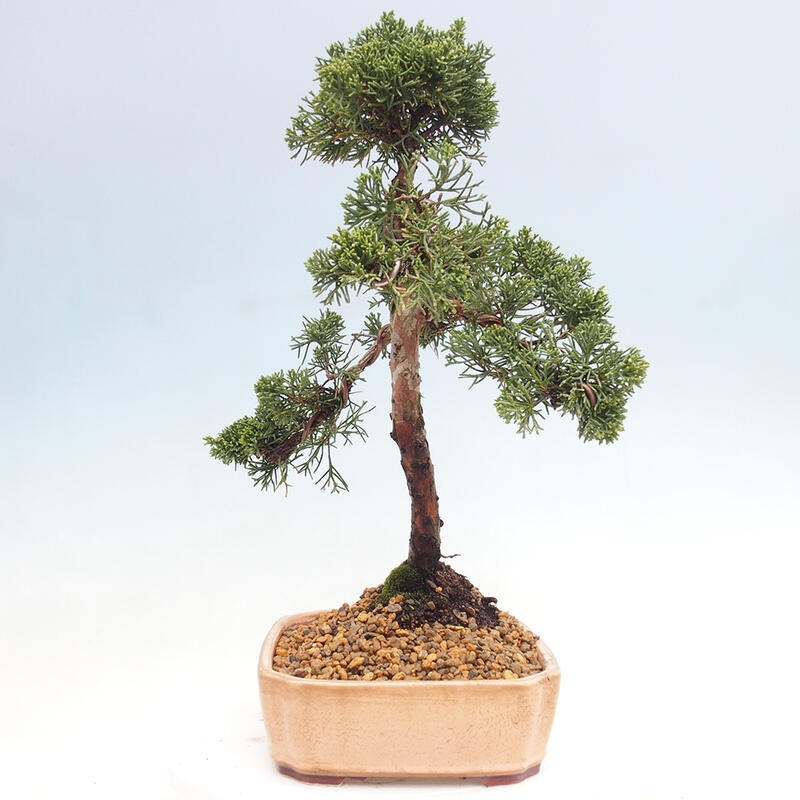 Bonsai für draußen - Juniperus chinensis Kishu