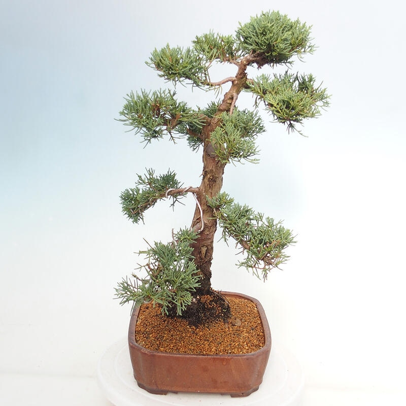 Bonsai für draußen - Juniperus chinensis Kishu