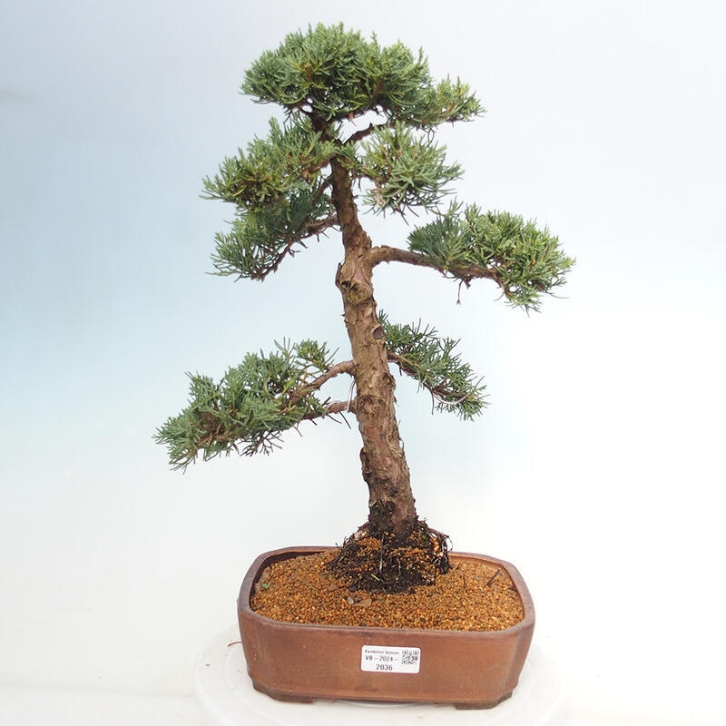 Bonsai für draußen - Juniperus chinensis Kishu