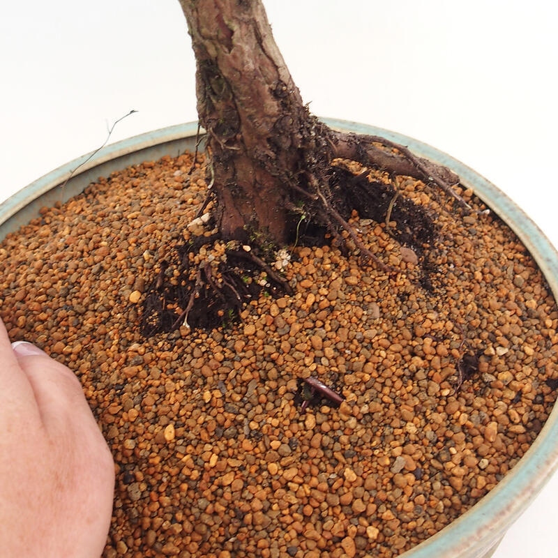 Bonsai für draußen - Juniperus chinensis Kishu