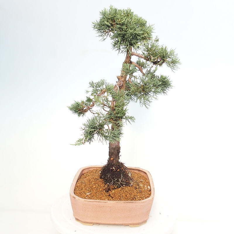 Bonsai für draußen - Juniperus chinensis Kishu