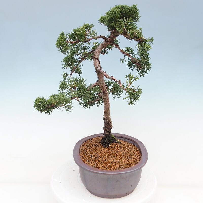 Bonsai für draußen - Juniperus chinensis Kishu