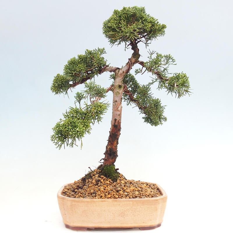 Bonsai für draußen - Juniperus chinensis Kishu