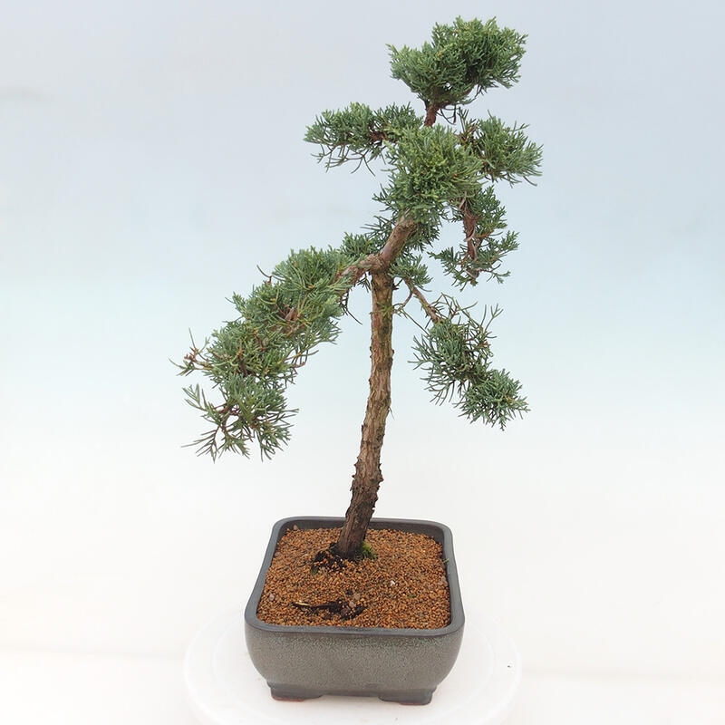 Bonsai für draußen - Juniperus chinensis Kishu