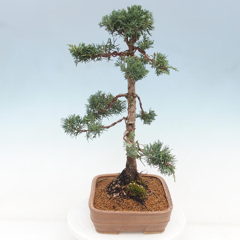 Bonsai für draußen - Juniperus chinensis Kishu