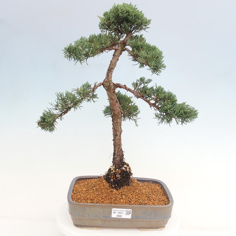 Bonsai für draußen - Juniperus chinensis Kishu