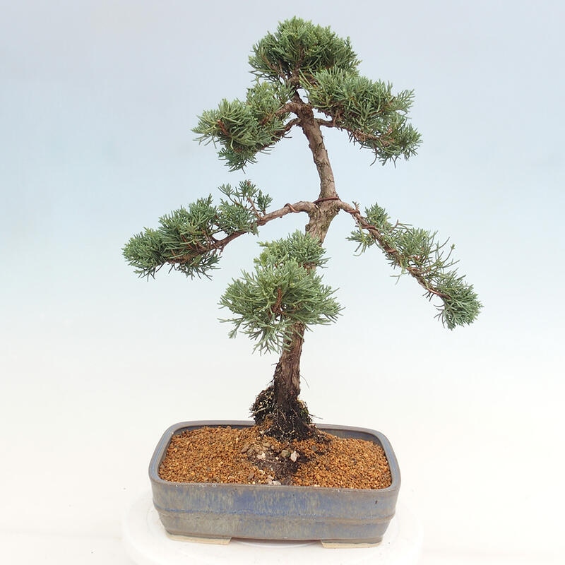 Bonsai für draußen - Juniperus chinensis Kishu