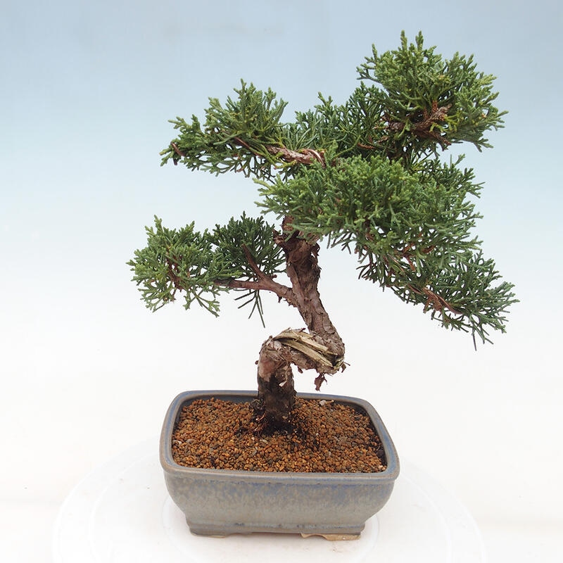 Bonsai für draußen - Juniperus chinensis Kishu