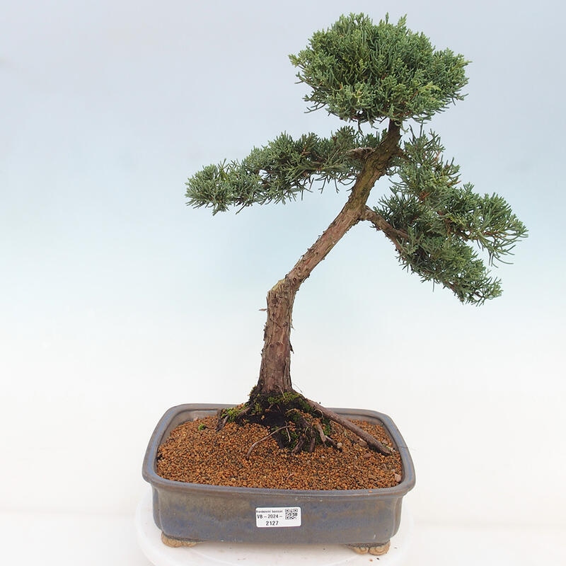 Bonsai für draußen - Juniperus chinensis Kishu