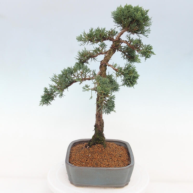 Bonsai für draußen - Juniperus chinensis Kishu