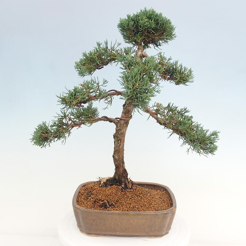 Bonsai für draußen - Juniperus chinensis Kishu