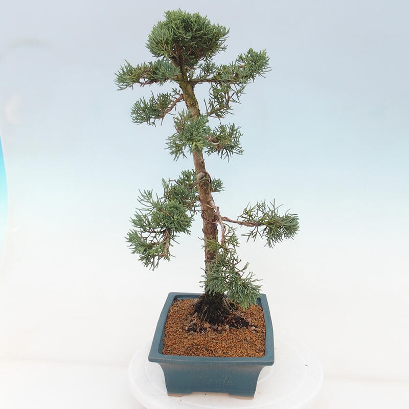 Bonsai für draußen - Juniperus chinensis Kishu