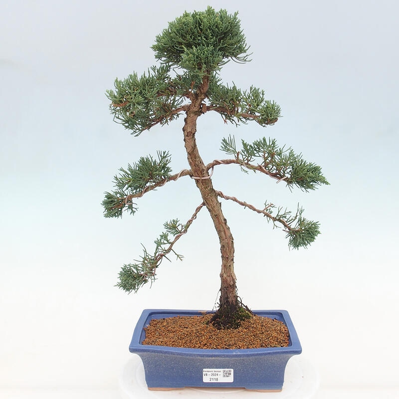 Bonsai für draußen - Juniperus chinensis Kishu