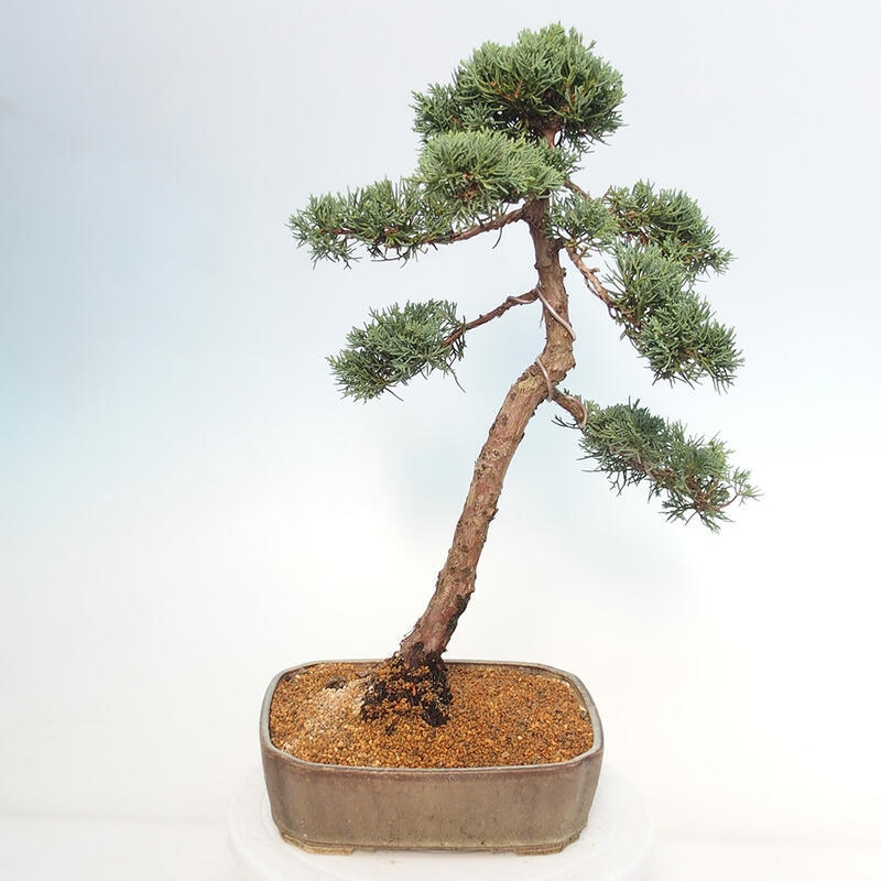Bonsai für draußen - Juniperus chinensis Kishu