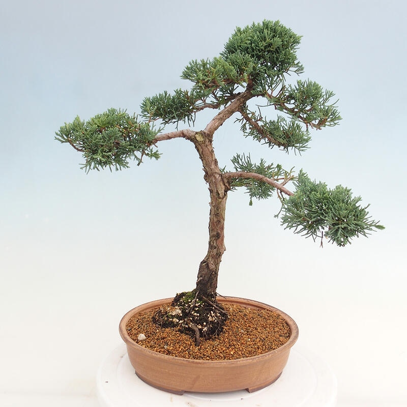 Bonsai für draußen - Juniperus chinensis Kishu