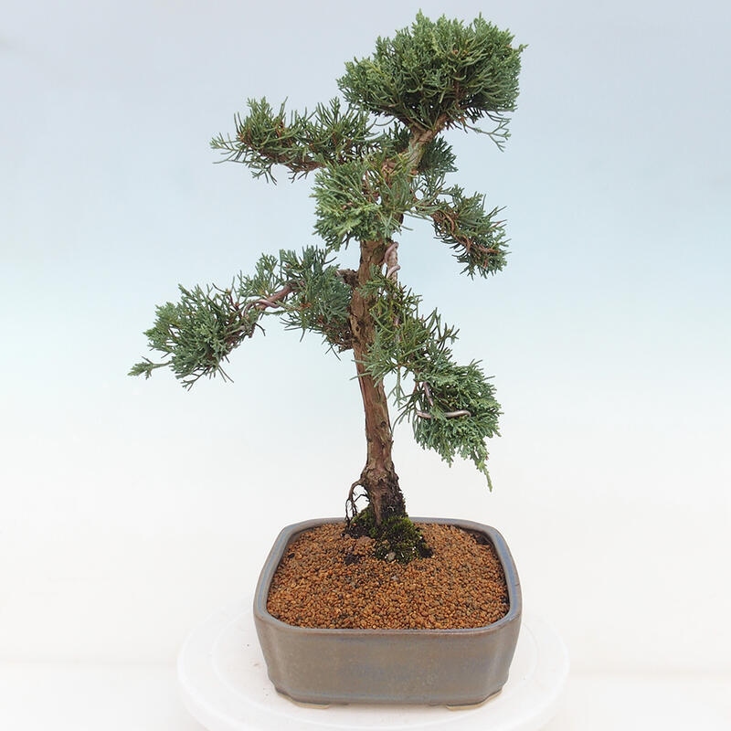 Bonsai für draußen - Juniperus chinensis Kishu