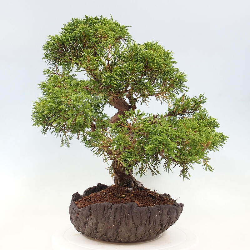 Bonsai für draußen - Juniperus chinensis Kishu