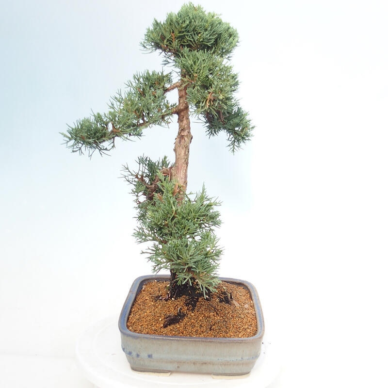 Bonsai für draußen - Juniperus chinensis Kishu