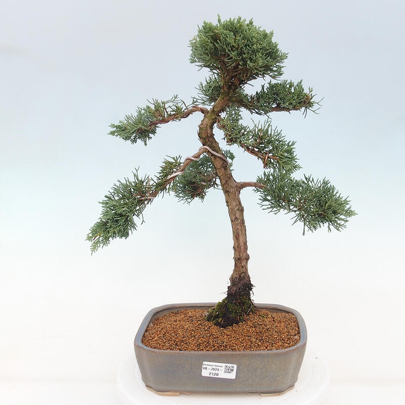 Bonsai für draußen - Juniperus chinensis Kishu