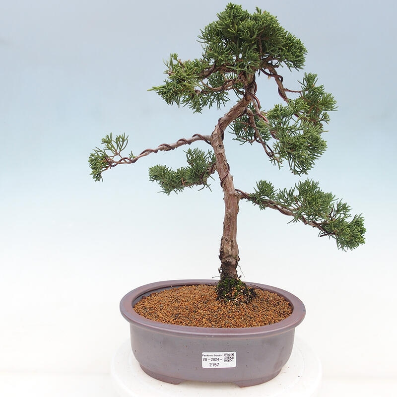 Bonsai für draußen - Juniperus chinensis Kishu