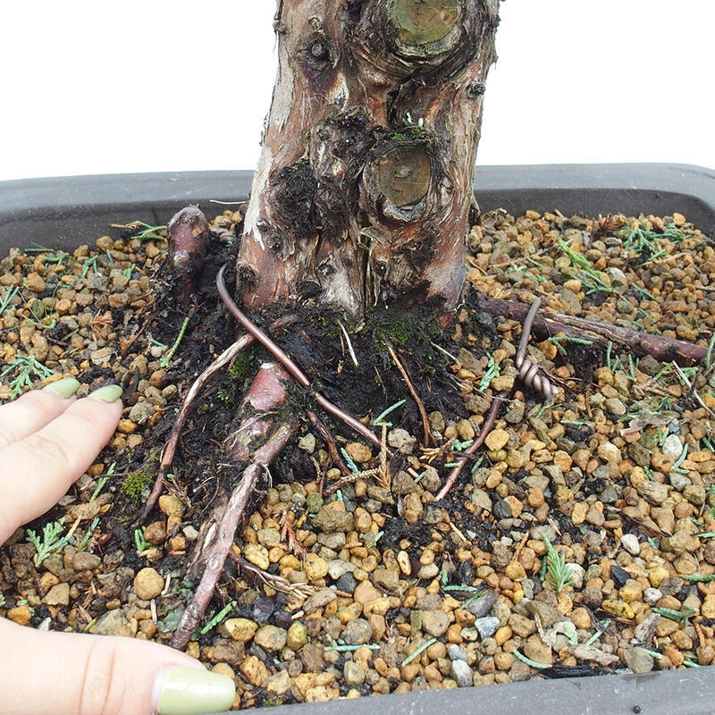 Bonsai für draußen - Juniperus chinensis Kishu