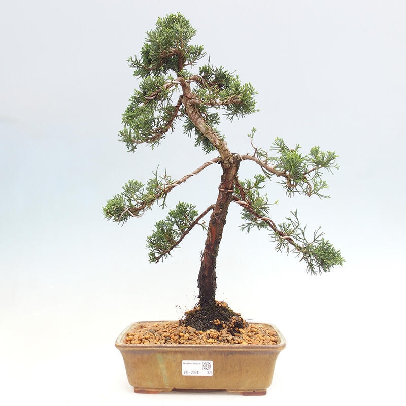 Bonsai für draußen - Juniperus chinensis Kishu