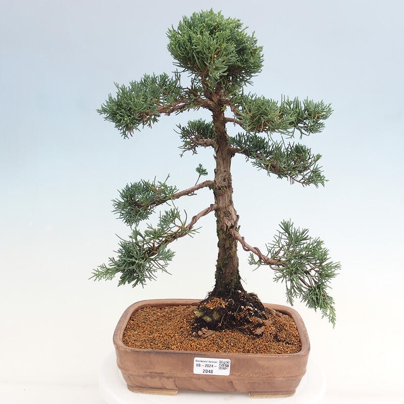 Bonsai für draußen - Juniperus chinensis Kishu