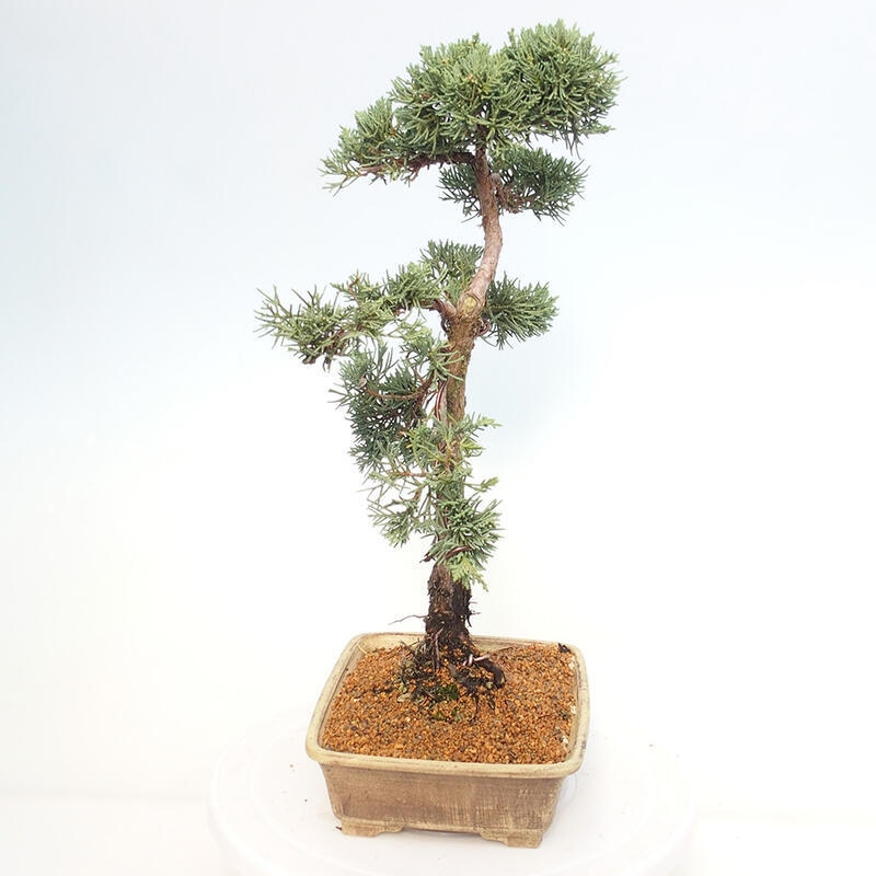 Bonsai für draußen - Juniperus chinensis Kishu