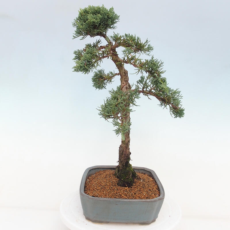 Bonsai für draußen - Juniperus chinensis Kishu