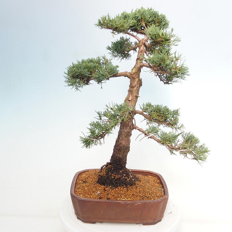 Bonsai für draußen - Juniperus chinensis Kishu