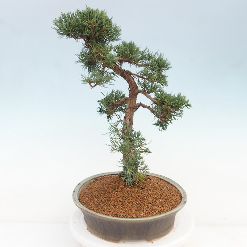 Bonsai für draußen - Juniperus chinensis Kishu