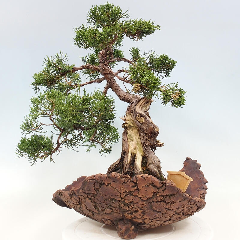 Bonsai für draußen - Juniperus chinensis Kishu