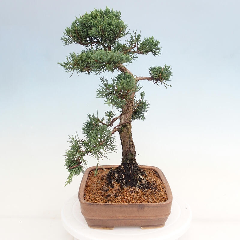 Bonsai für draußen - Juniperus chinensis Kishu