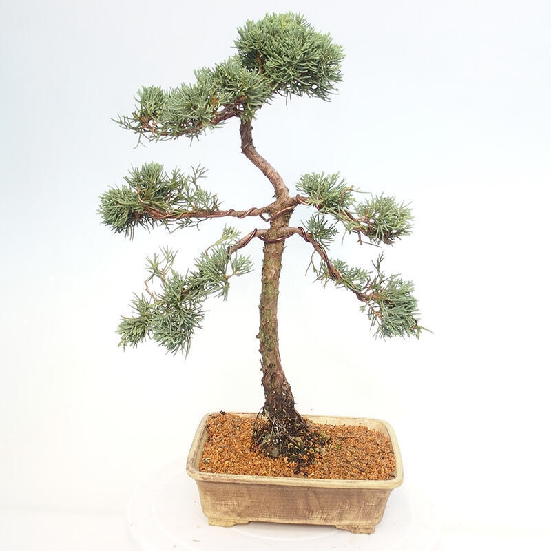 Bonsai für draußen - Juniperus chinensis Kishu
