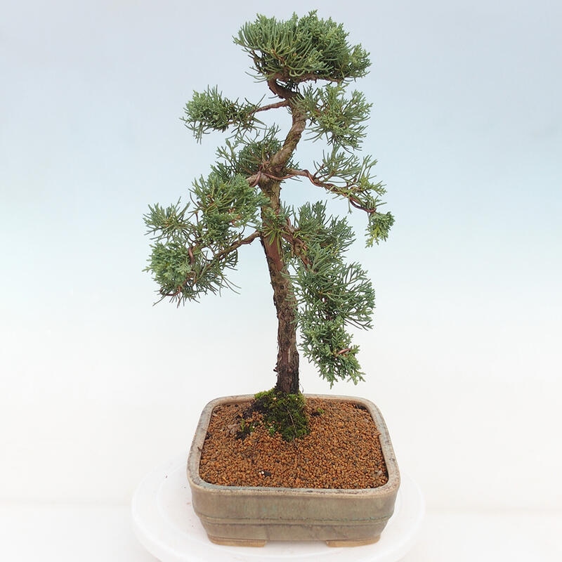 Bonsai für draußen - Juniperus chinensis Kishu