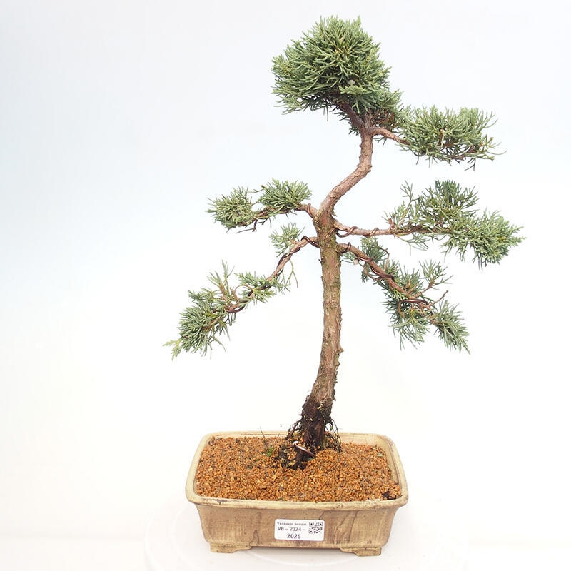 Bonsai für draußen - Juniperus chinensis Kishu