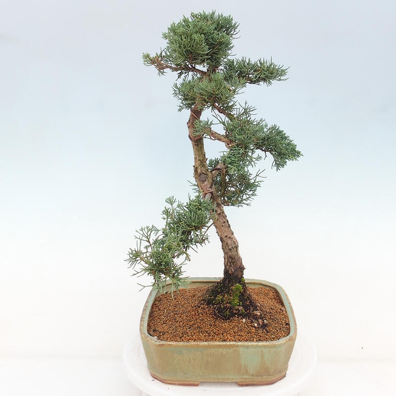 Bonsai für draußen - Juniperus chinensis Kishu