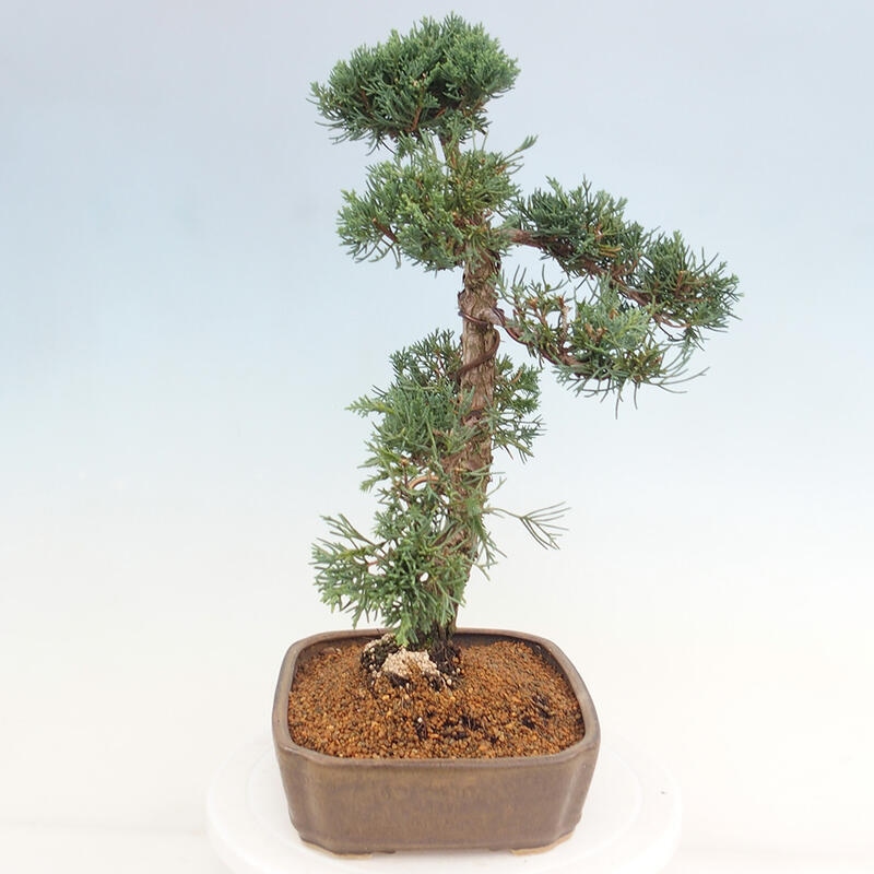 Bonsai für draußen - Juniperus chinensis Kishu