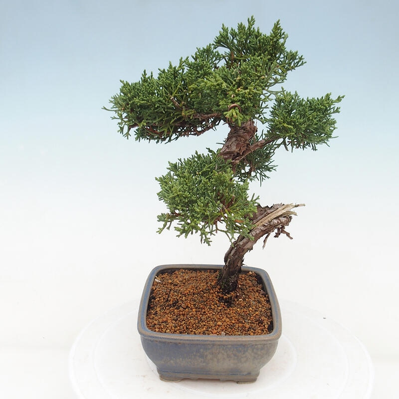 Bonsai für draußen - Juniperus chinensis Kishu